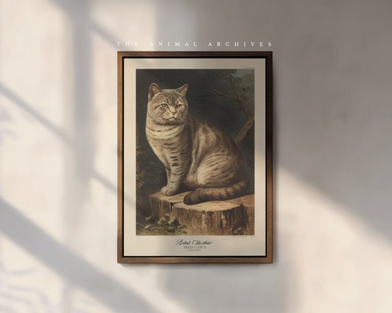 The British Shorthair Cat Art Print, by the Poet and The Piper