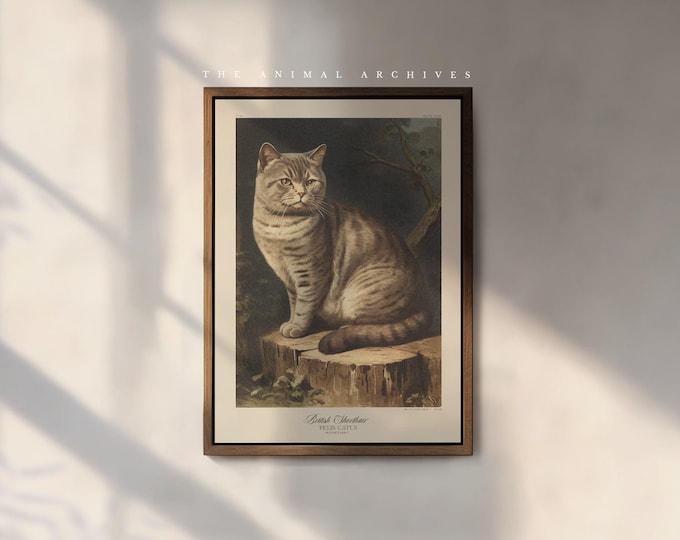 The British Shorthair Cat Art Print, by the Poet and The Piper