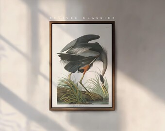 Great Blue Heron Art Print by John James Audobon, reprint