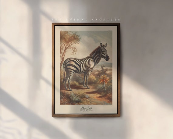 The Zebra of the Plains Art Print, by the Poet and The Piper