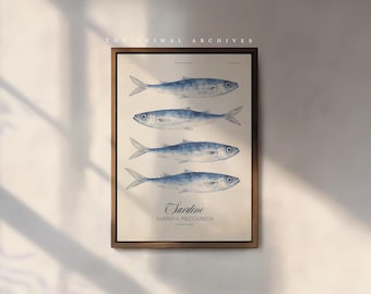 Vintage Coastal Fish Wall Art, Sardines