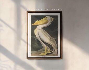 American White Pelican Art Print by John James Audobon, reprint