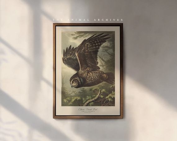 The Short-Eared Owl Art Print, by the Poet and The Piper