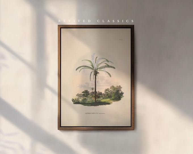 Vintage Palm Tree Astrocarayum Murumuru Illustration by Karl von Martius, reprint