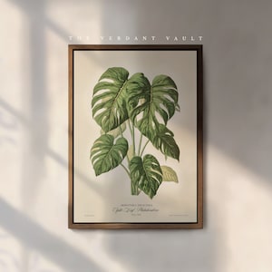 Monstera Deliciosa Art Print: Vintage Victorian Botanical Illustration