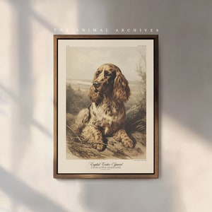 Könnte beinhalten: Eine Vintage-Illustration eines englischen Cocker Spaniels, gedruckt auf Papier und gerahmt in einem braunen Holzrahmen. Der Hund ist braun und weiß mit einem langen, fließenden Fell. Die Illustration trägt den Titel "English Cocker Spaniel" und enthält den Text "LORD EXETER'S "CHAMPION" 1878."