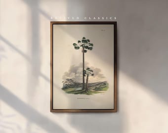 Vintage Palm Tree Mauritia Vinifera Botanical Print Illustration by Karl von Martius, reprint