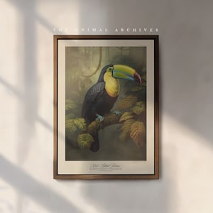 Stampa artistica di tucano dal becco a chiglia / Naturalista / Arte murale / Decorazione / Stile vittoriano antico / Vita in giardino / Uccelli / Stampa / Esterno / Capanno
