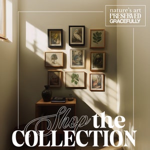 A curated collection of framed vintage-style nature art prints on display in a well-lit corner. Featuring botanical illustrations, birds, and animals, the arrangement adds elegance to the room. Text reads - Nature's Art Preserved Gracefully