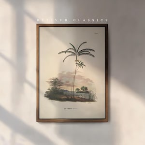 Illustrazione di palma d'epoca di Karl von Martius / Stampa artistica botanica di Euterpe Oleracea / Arte murale antica della natura per ristoranti o case