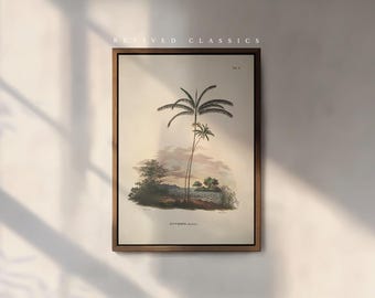 Vintage Palm Tree Euterpe Oleracea Illustration by Karl von Martius, reprint