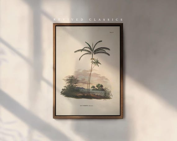 Vintage Palm Tree Euterpe Oleracea Illustration by Karl von Martius, reprint