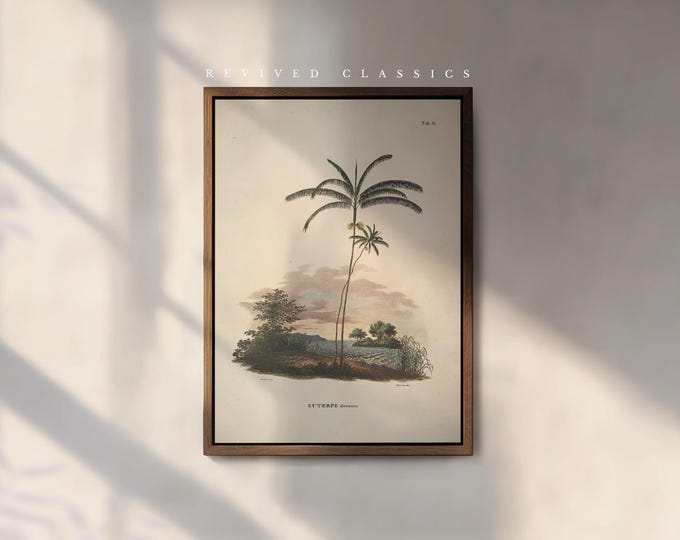 Vintage Palm Tree Euterpe Oleracea Illustration by Karl von Martius, reprint