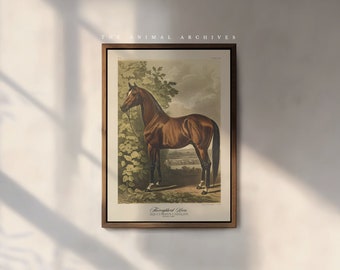 The Thoroughbred Horse Art Print, by The Poet and The Piper