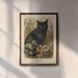Bombay Cat Art Print: Vintage Naturalist Style Wall Decor