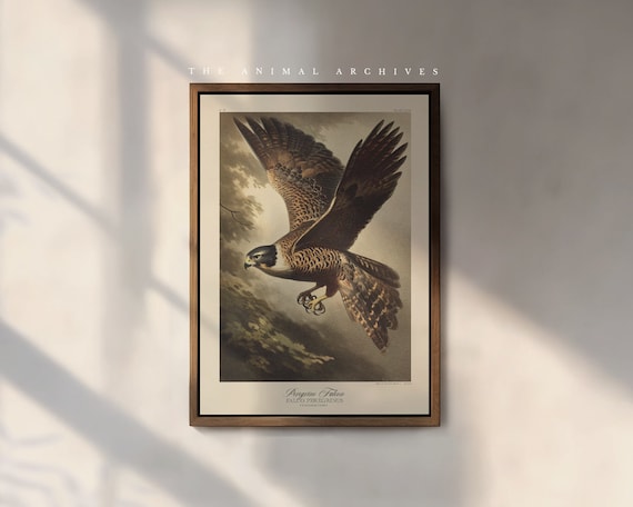The Peregrine Falcon Art Print, by the Poet and The Piper