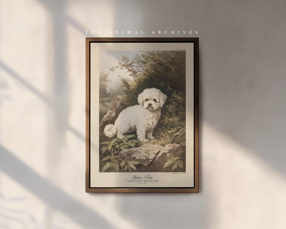 Bichon Frise Art Print, by the Poet and The Piper