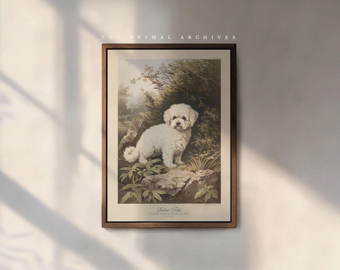 Bichon Frise Art Print, by the Poet and The Piper