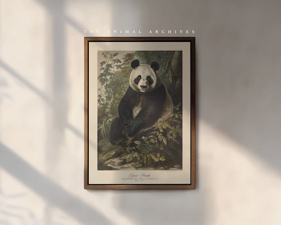 The Giant Panda Art Print, by the Poet and The Piper