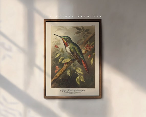 The Ruby-Throated Hummingbird Art Print, by the Poet and The Piper