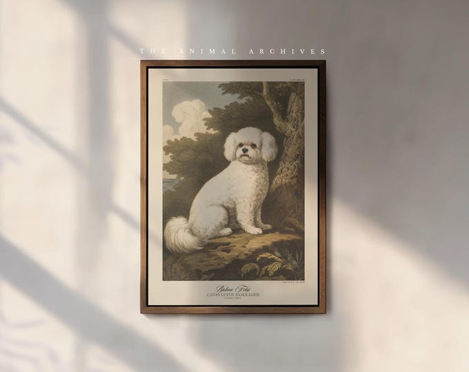 Bichon Frise Art Print, by the Poet and The Piper