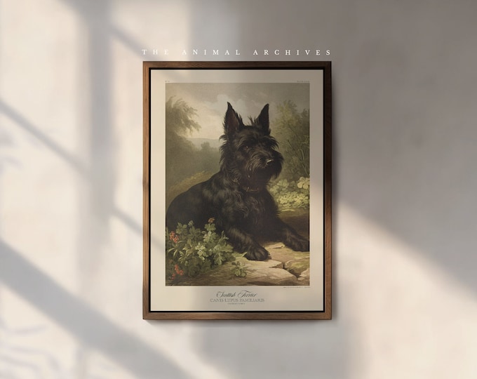 The Scottish Terrier Art Print, by the Poet and The Piper