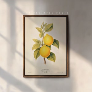 Poster artistico con limone / Frutta naturalista di Genova / Arte murale / Decorazione / Stile vittoriano antico / Vita in giardino / Frutta / Natura morta / Regalo storico