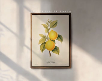 The Genoa Lemon Art Print, by the Poet and The Piper