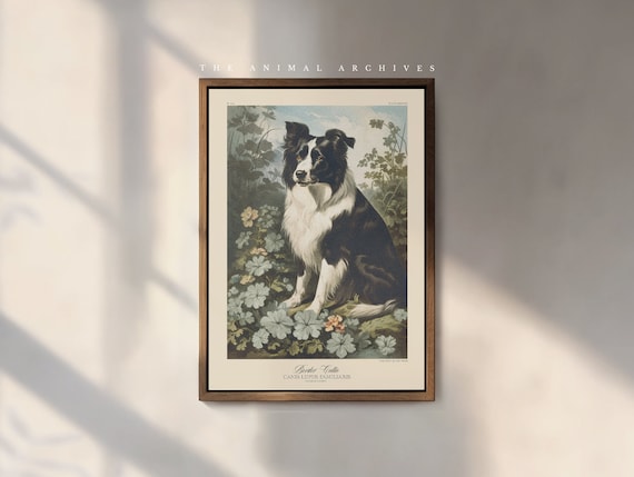 The Border Collie Art Print, by the Poet and The Piper