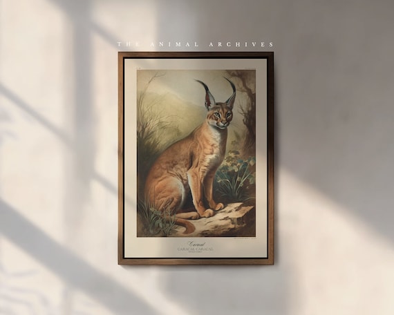 The Caracal Art Print, by the Poet and The Piper