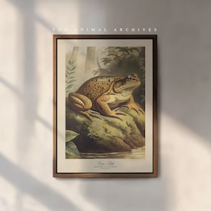 Lámina artística de sapo de caña: ilustración naturalista vintage, decoración rústica de pared