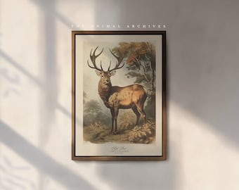 The Red Deer Art Print, by the Poet and The Piper