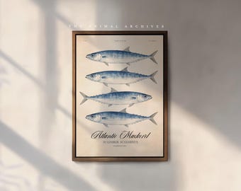 Vintage Coastal Fish Wall Art, Atlantic Mackerel
