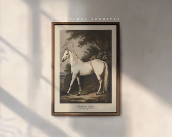 The Andalusian Horse Art Print, by The Poet and The Piper