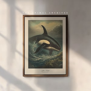 Vintage Orca Art Print: Antique Victorian Style Sealife Poster