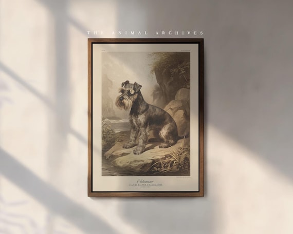 Schnauzer Art Print, by the Poet and The Piper