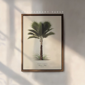 Puede incluir: Una ilustración botánica enmarcada de una palmera Phoenix canariensis, también conocida como palmera datilera de Canarias. La ilustración es de estilo vintage con un fondo beige claro y texto marrón. El texto dice "PHOENIX CANARIENSIS, Phoenix Palm, No. 163".