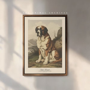 Saint Bernard Art Print: Vintage Style Dog Portrait on Hahnemühle Paper