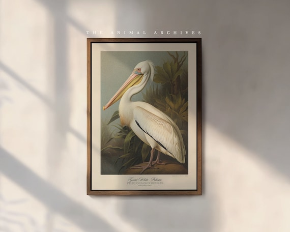The Great White Pelican Art Print, by the Poet and The Piper