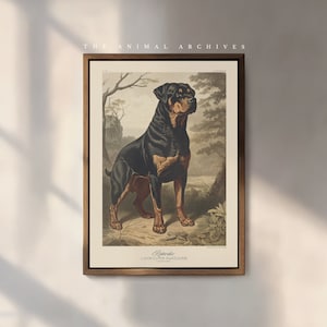 Stampa artistica di Rottweiler / Naturalista / Stile vintage / Arte murale / Decorazione / Ispirazione vittoriana antica / Proprietari di cani / Regalo per cani / Animale domestico
