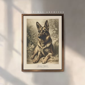 Stampa artistica di pastore tedesco / Naturalista / Stile vintage / Arte murale / Vittoriano antico / Proprietari di cani / Regalo per cani / Animali domestici / Regalo per pastore tedesco da lavoro