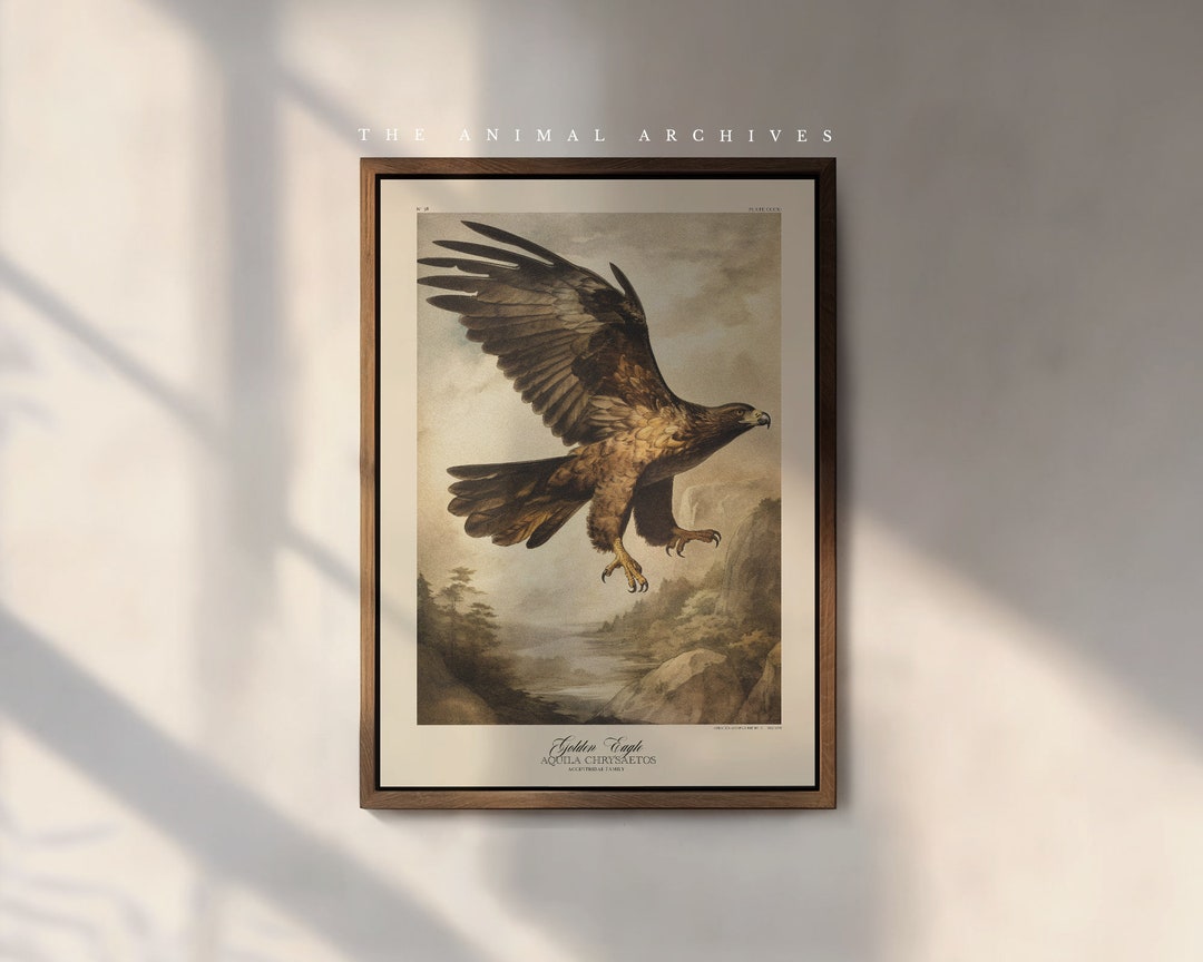 Vintage Golden Eagle Art Print: Victorian Naturalist Wall Decor - Etsy