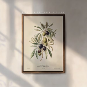 May include: A vintage botanical illustration of an olive tree branch with green leaves and black and green olives. The illustration is titled "OLEA EUROPAEA - Olive Tree - 303. OIVE"