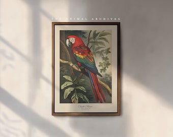 The Scarlet Macaw Art Print, by The Poet and The Piper