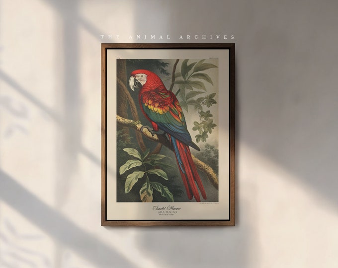 The Scarlet Macaw Art Print, by The Poet and The Piper