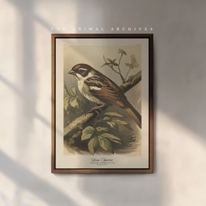 House Sparrow Art Print | Naturalist | Vintage Style | Wall Art | Decor | Rustic | Antique | Birds of America | Botanical Themed Poster