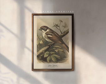 The House Sparrow Art Print, by the Poet and The Piper