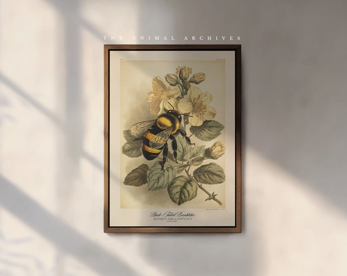 The Black-Tailed Bumblebee Art Print, by the Poet and The Piper