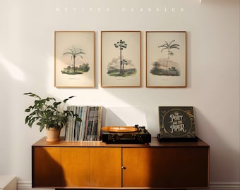 Set of 3 Vintage Palm Prints by Karl von Martius, reprint