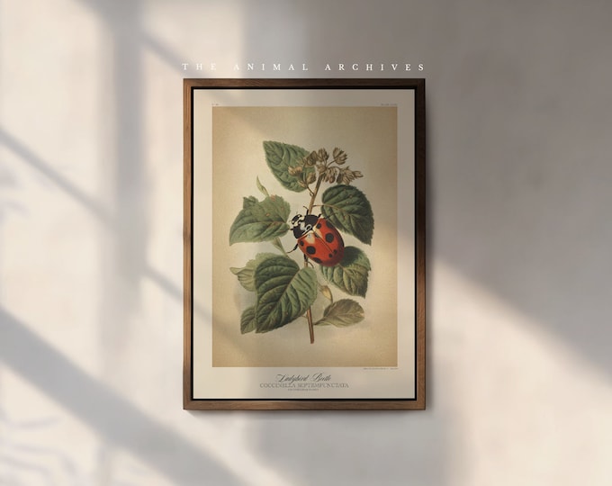 The Ladybird Beetle Art Print, by the Poet and The Piper
